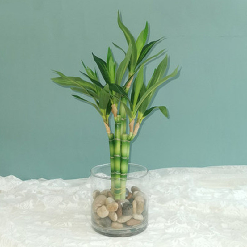 Cây Trúc May Mắn Nhân Tạo Mới  - đánh giá và giá Echeveria Succulent