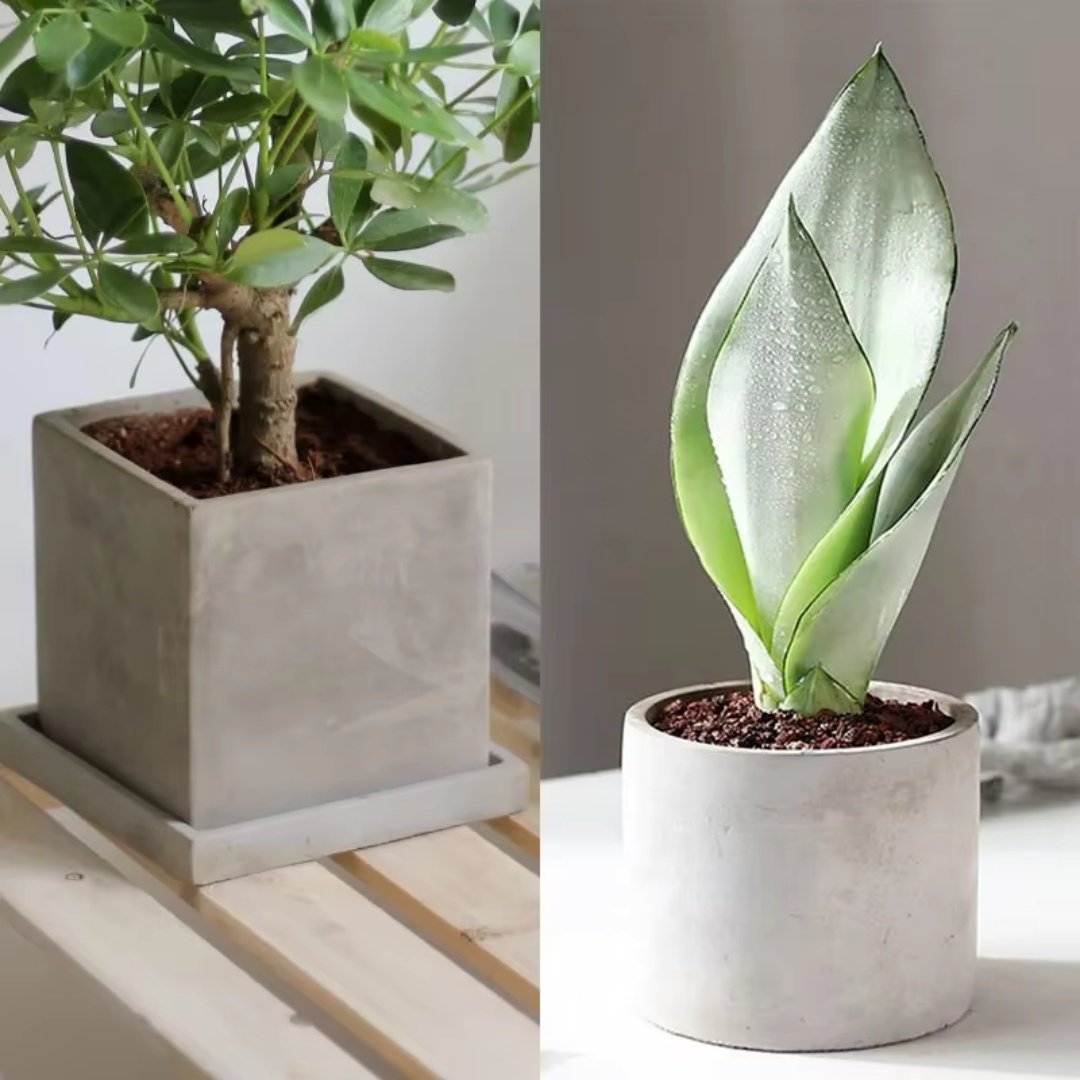 15cm Large Size Round Concrete - đánh giá và giá Echeveria Succulent
