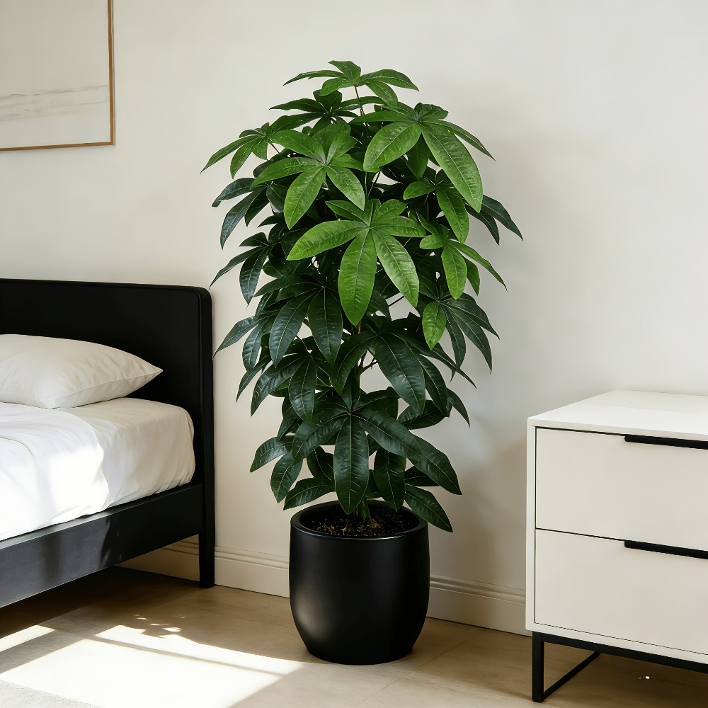 An Artificial Money Tree Pachi - đánh giá và giá Ficus Lyrata Tree